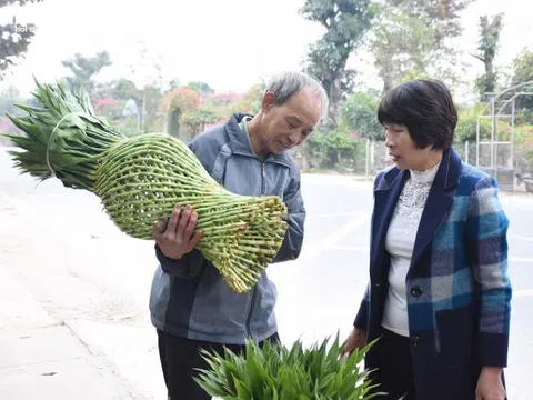 Chế tạo cây phát lộc độc lạ bán ngày Tết, cả làng ở Thái Bình đổi đời