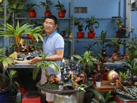 Bonsai dừa tạo hình trâu tiền triệu