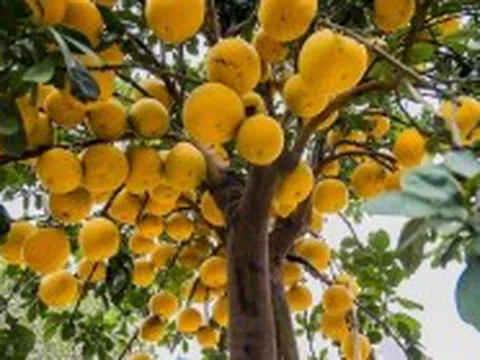 Vườn bưởi cổ thụ trĩu quả giá trăm triệu mỗi cây chơi Tết ở Hưng Yên