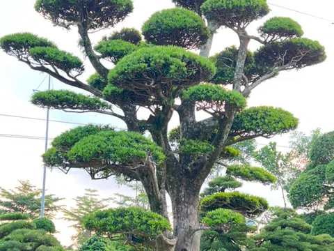 Vườn Nhật - Nơi cung cấp cây cảnh trang trí uy tín và chuyên nghiệp