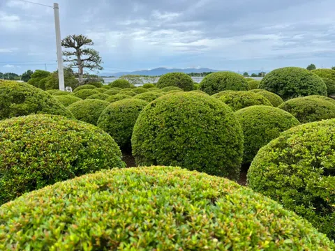 Ý nghĩa khu vườn phong cách Nhật