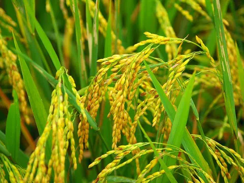 Giá lúa gạo ngày 28/1: Giá lúa gạo tiếp tục tăng