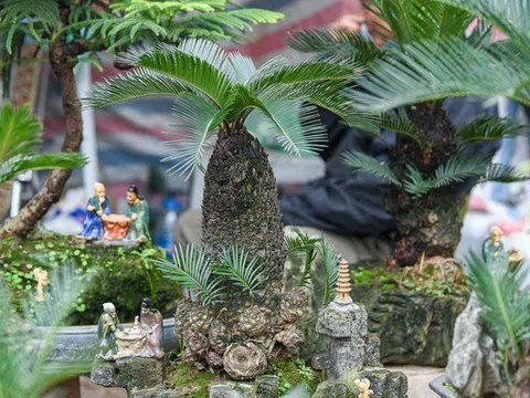Vạn tuế bonsai mini có giá hàng chục triệu đồng ở Hà Nội