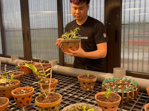 Gác lại công việc hiện tại để theo đuổi đam mê với hoa phong lan – chàng kỹ sư trẻ 9x đã gặt hái được thành quả đáng mơ ước.