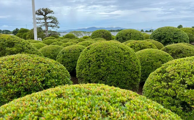 Ý nghĩa khu vườn phong cách Nhật